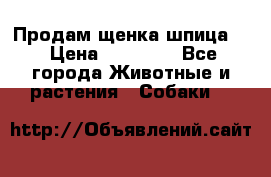 Продам щенка шпица.  › Цена ­ 15 000 - Все города Животные и растения » Собаки   